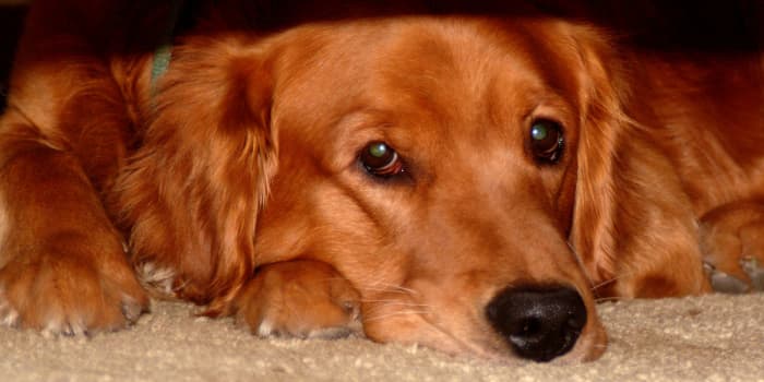 If a dog is reacting oddly after a vaccination, you should check-in with your vet to make sure the reaction is appropriate for your dog.