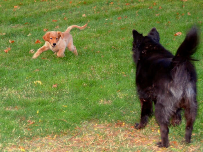 When Kal was just a Puppy, his vaccination needs were far different from Nia's. Our black Chow mix was about five when Kal came into the picture. She wasn't too sure what think of this active crazy furry thing!
