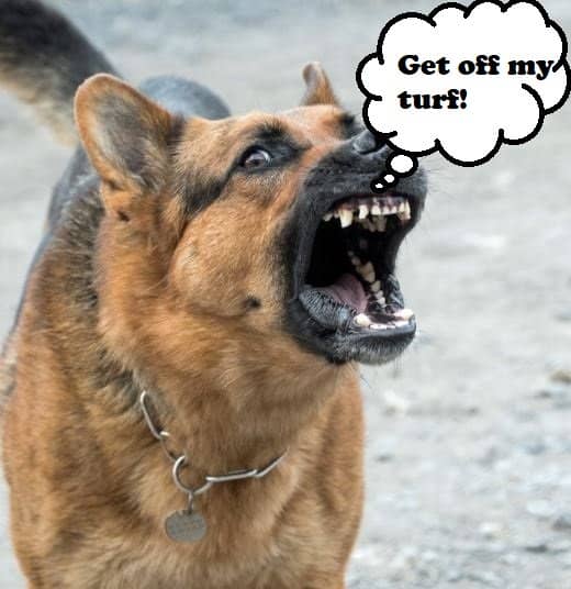 Considerations for Rehoming Aggressive Dogs - PetHelpful