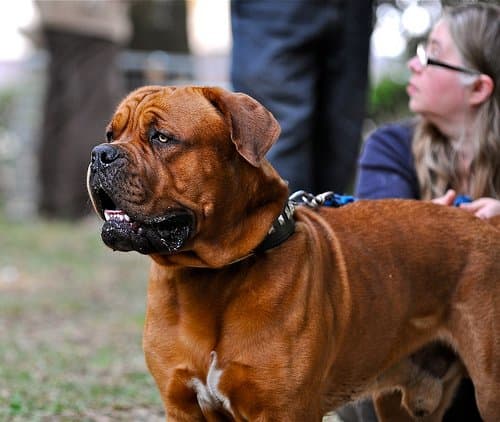 According to Sharon Sakson, AKC dog show judge: "When you look at the Dogue, you see a big, round head full of wrinkles and happy eyes and a big nose."
