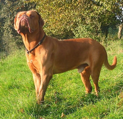 Looking at the majestic stance and the massive, powerful appearance of the Dogue, it is easy to see why the breed was a popular guard and hunting dog.