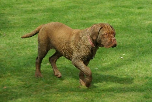 Even though this Dogue is still in puppyhood, you can see the graceful lines of the Molosser type and the regal bearing of his stance.