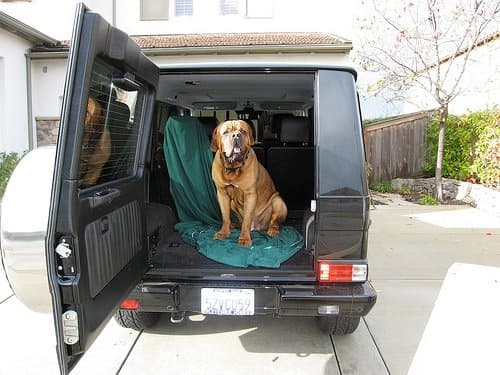 You will need to do some advance planning before adding a Dogue de Bordeaux to your family. For example, consider how you will transport the dog when he needs to go to the vet, or if you simply want to take him along on a family outing.