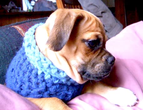 I used to crochet sweaters for Chopper when he was a baby. He was born at Christmas time, so he was being potty trained in the snow. He would never wear such a thing now.