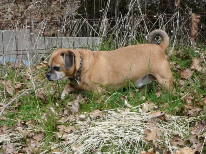 Chopper is only 5 1/5 in this photo. You can see that his muzzle is grey and he's starting to put on some weight.
