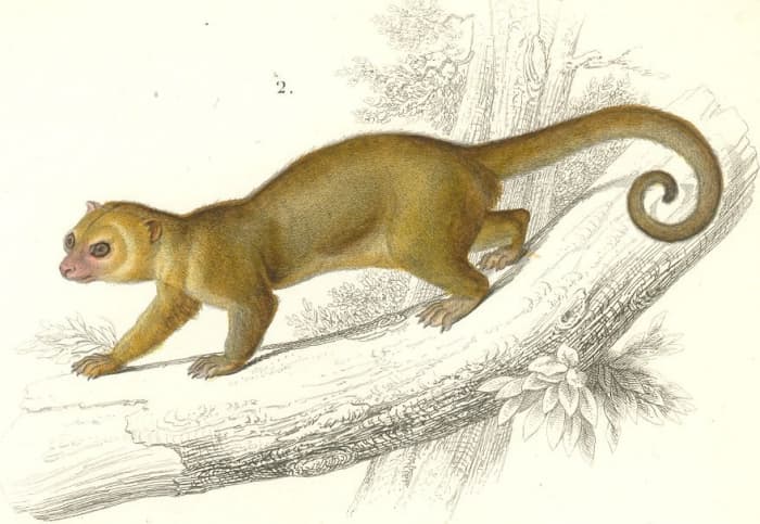 An illustration of a kinkajou showing the prehensile tail