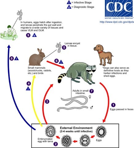 The kinkajou can take the place of the racoon in the life cycle of the roundworm shown in this diagram. VLM and OLM are different forms of the disease caused by the roundworm.