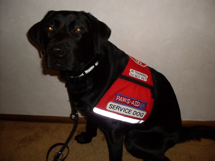 This dog always goes to the bathroom on command--it's part of her job!