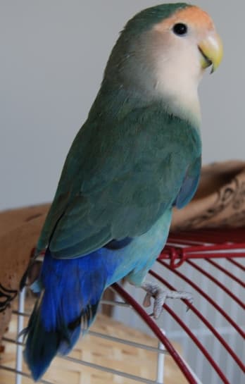 Бонни, голландский голубой неразлучник с персиковым лицом, купленный на выставке птиц.