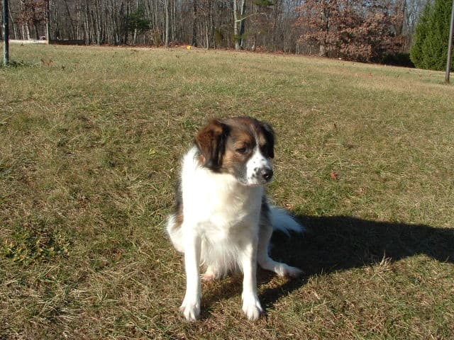 Maintaining a Healthy Weight Is Important for Dogs With Arthritis