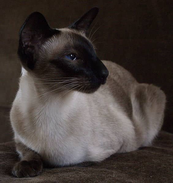 Darker-colored fur on the extremities (points) is a signature trait of Siamese cats. In addition, the most attractive part of Siamese cats are the eyes that are almond shape and at an angle.