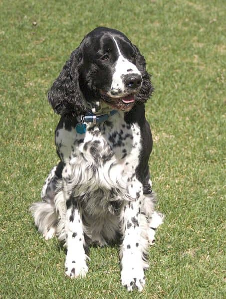 English Springer Spaniels are one of several dog breeds that have heritable canine epilepsy. Ask the breeder for health information on both parents before you make your final choice of a dog.