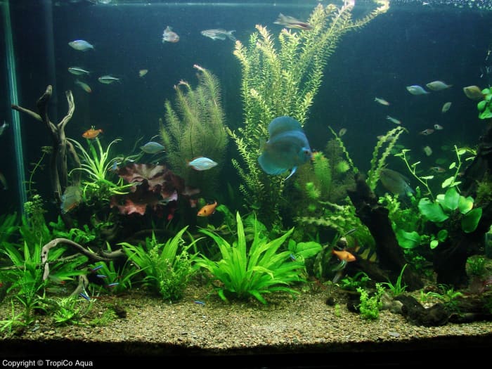 I approached the tank shown above with a view to keep discus fish as the primary showpiece.