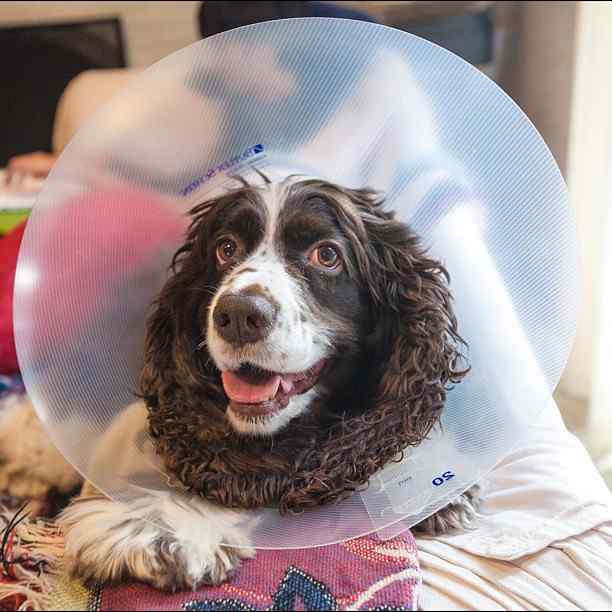 Causes of Shivering and Lethargy in Dogs and What to Do PetHelpful