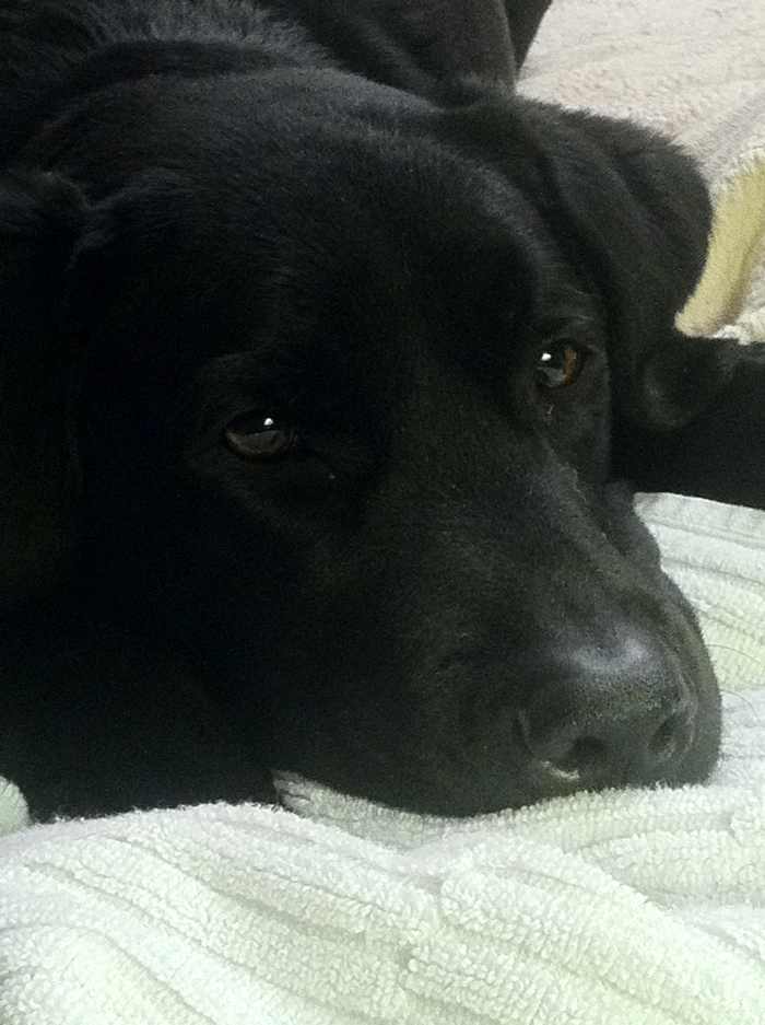 dogs-with-babies-and-toddlers