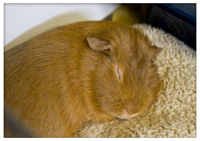 Another added bonus to fleece? Your pigs will love it! Having a clean dry cage means you are free to make small pillows and beds for your pigs to lounge around on, without having to worry about them getting filthy in minutes.