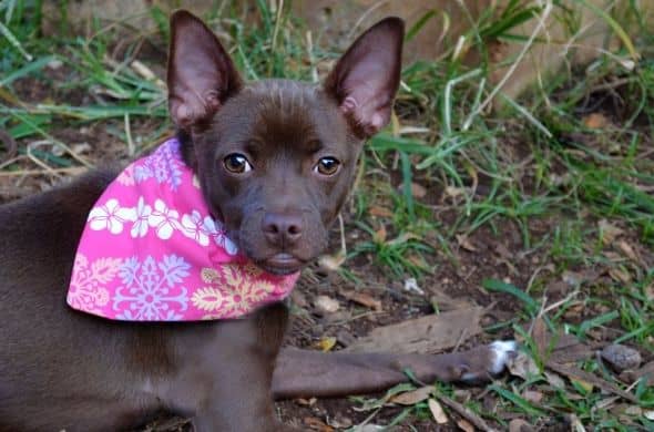 Adorable Mooshoo at the Hawaiian Humane Society wearing her dog bandana