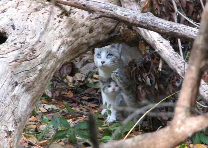 How to Tame a Wild Cat PetHelpful
