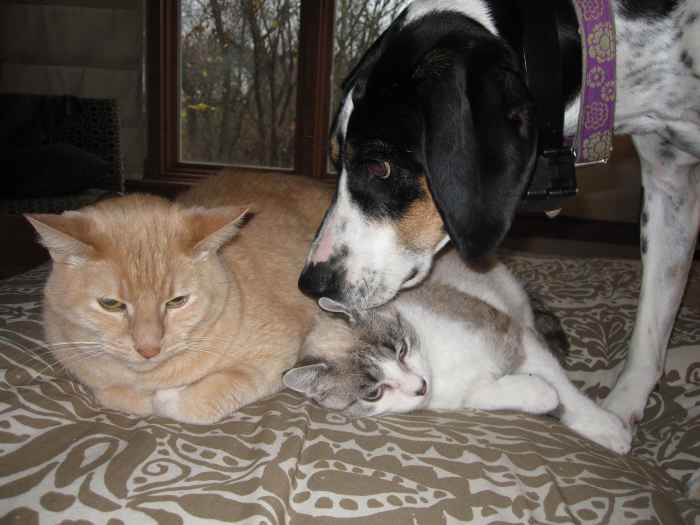 How to Tame a Wild Cat PetHelpful