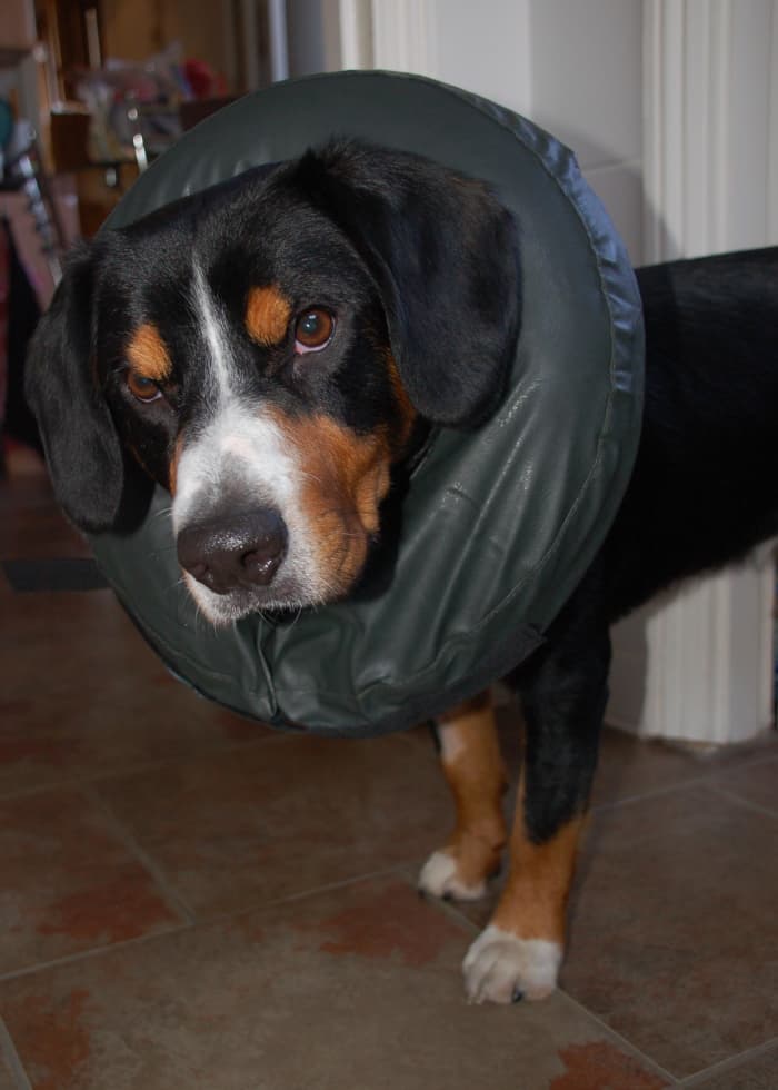 5 Comfy Alternatives to the Cone of Shame + Review of the Inflatable