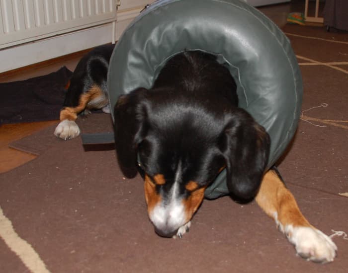 This collar is clearly not so good for paw injuries as he can easily lick of all the yummy peanut butter!
