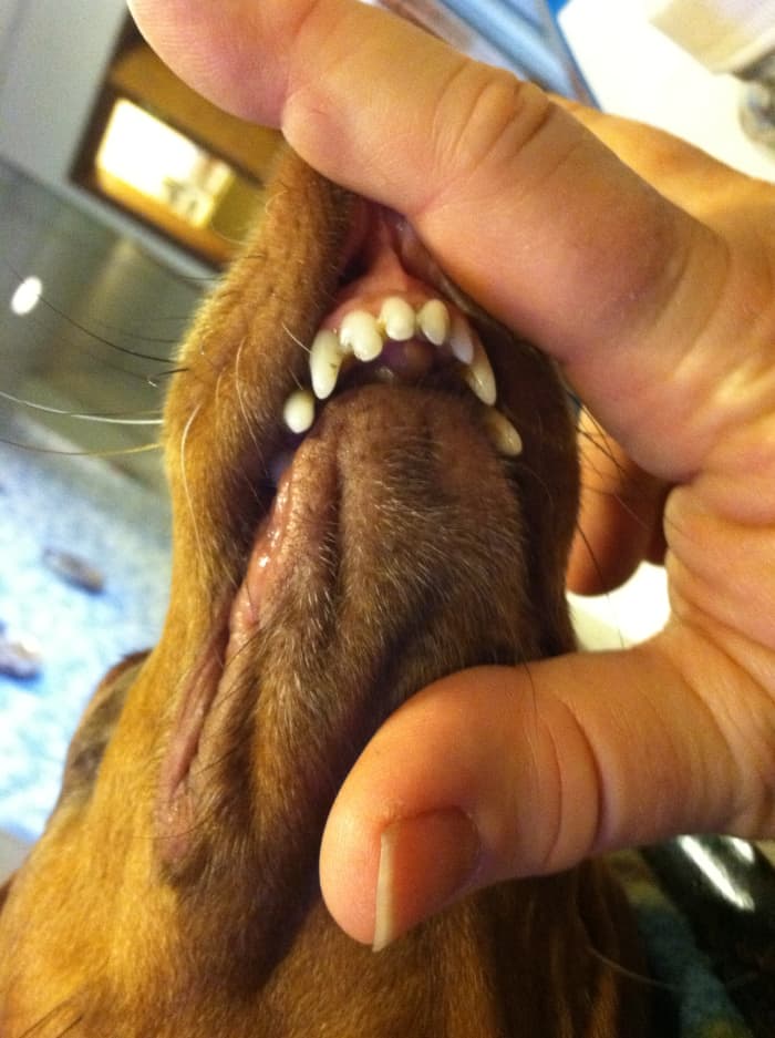 Правильный прикус у йорка фото 6 Things You Might Want to Know About Dachsunds - PetHelpful