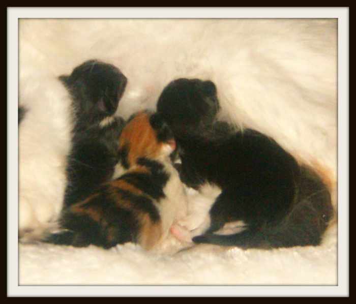 The kittens drinking from their mother.  They were just a couple days old.