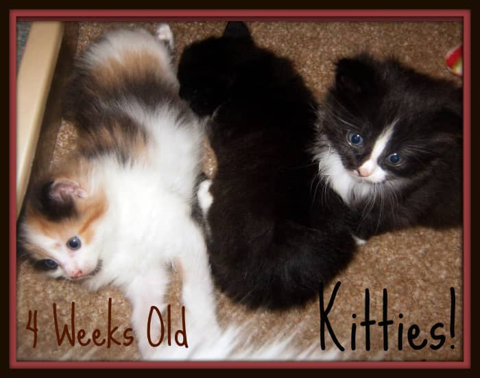 The kittens at 4 weeks old. They are now a month old and getting so big. They walk and try to run around. They even drink out of their mom's water dish sometimes.