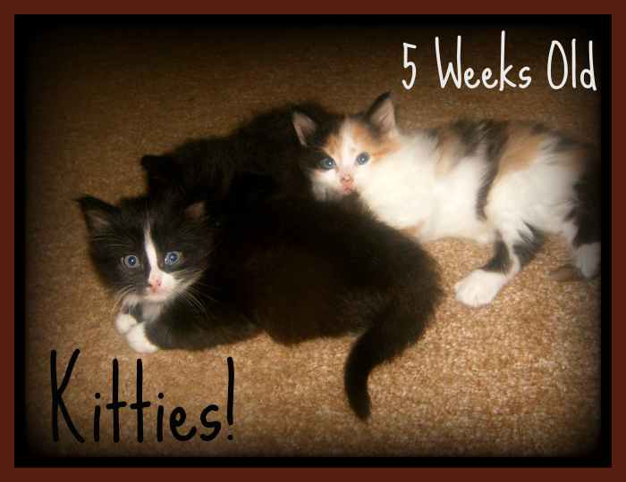 The kittens at 5 weeks old. 