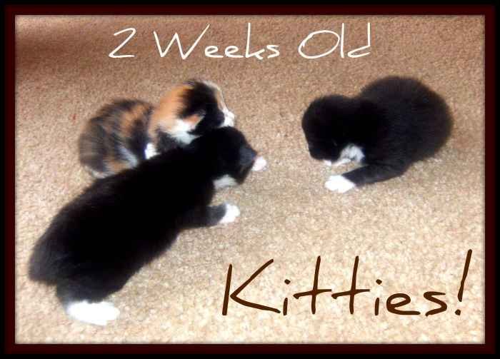 The kittens at 2 weeks old.