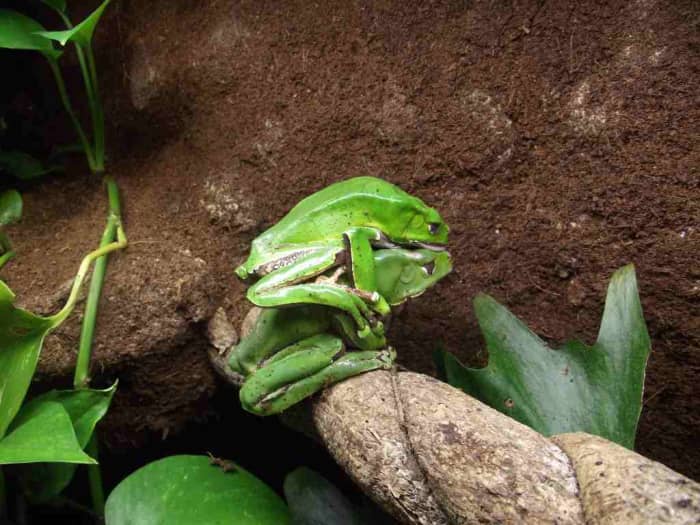P. bicolor amplexus. The smaller male climbs onto the female's back and holds on with his forearms.