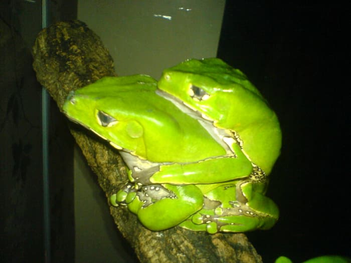 P.bicolor frogs are bred in captivity. CB frogs should make much better pets than wild caught ones.