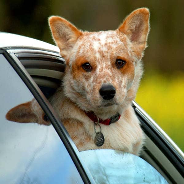 A dominant bitch will want to have the final say in how she travels. But it is up to you to keep her safe. No doggy heads outside of car windows!