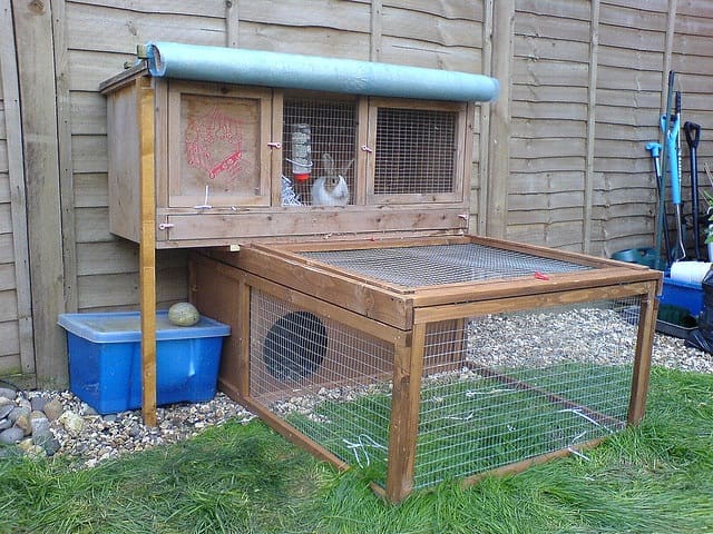 Can I Keep My Guinea Pig Outdoors? - HubPages