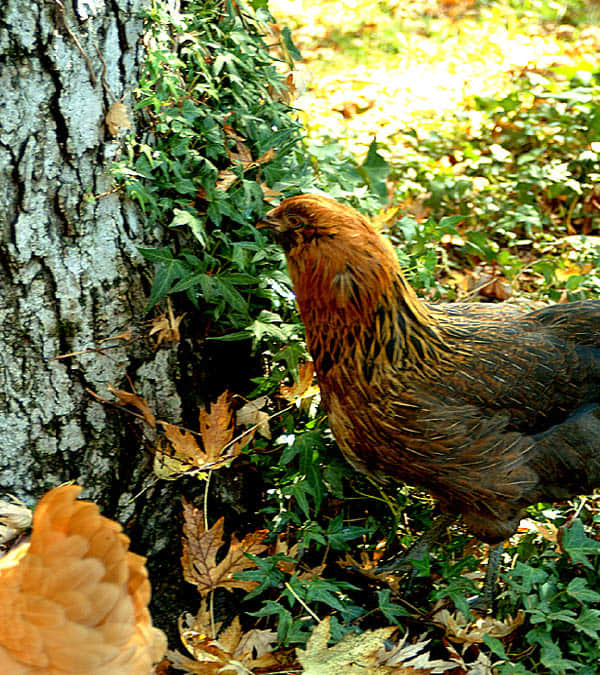 Exercise while free-ranging the day helps to keep the flock stress-free and in fit condition!