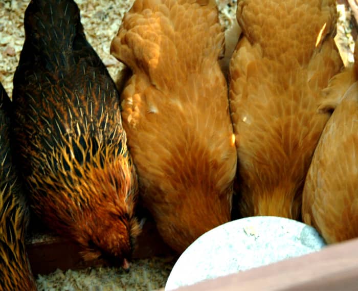 Fresh food and water is very exciting to your backyard chicken flock. And it keeps them healthy too!