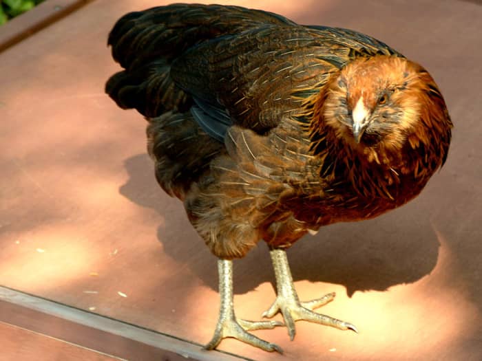 Every so often our hen "Stevie" will check the henhouse roof for leaks,...so far so good!