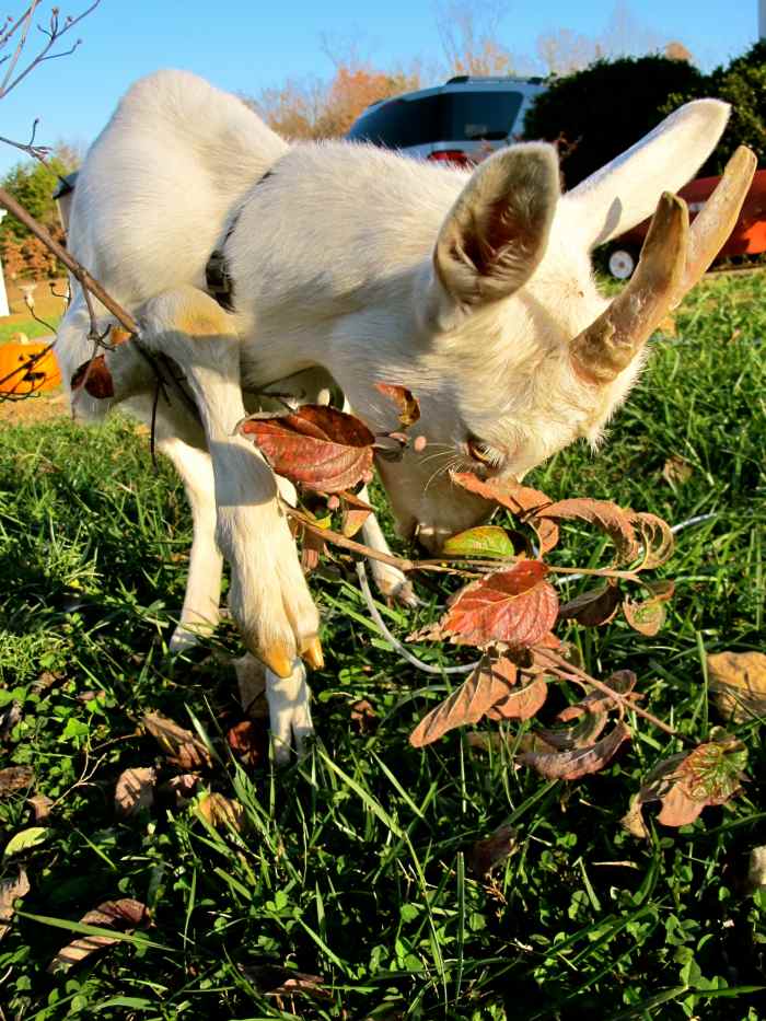 how-to-care-for-goats