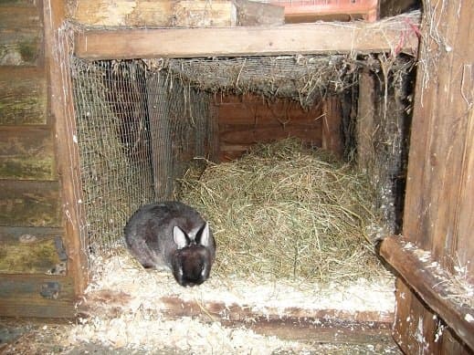 A section of the shed has been partitioned off to give a spacious bed area for a dwarf rabbit.