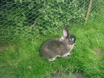 A Marten Sable Netherland Dwarf Rabbit: Your dwarf rabbit will enjoy having access to a secure grassed area or run.