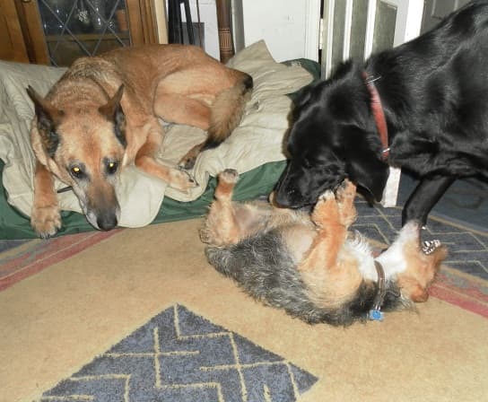 At 16 Nettle doesn't want to play, but he likes to watch.and commentate on the antics of Bob the terrier (who joined my household a year ago) and Bruno.