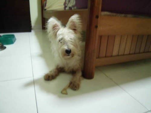 Westies have double-layered coats that require regular grooming to avoid matting.