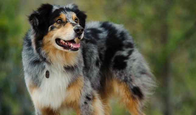 A Blue Merle Australian Shepherd.