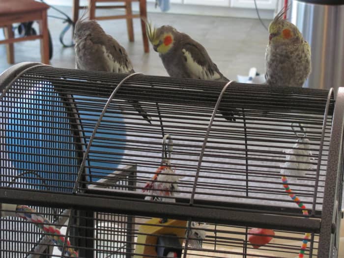 Три моих попугая дремлют на своей клетке.