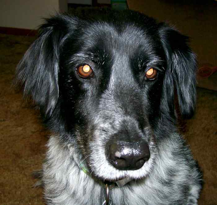 How to Stop a Dog From Eating Too Fast Tips to Prevent Bloat PetHelpful