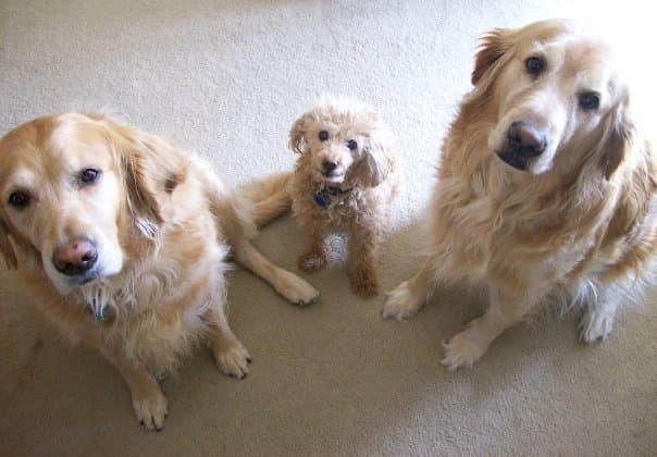 SnowBear, Buttons and Betsy waiting for their dinner. It's best to feed multiple animals away from each other.