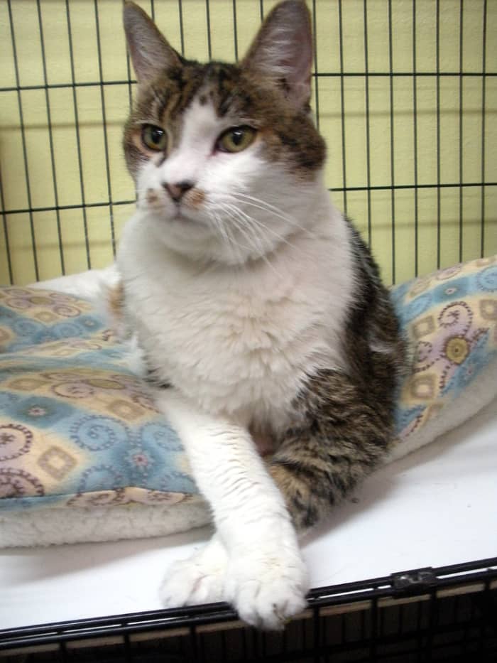 Eva: an older girl, about 10. She has some arthritis, so she won't be jumping around bowling people over.