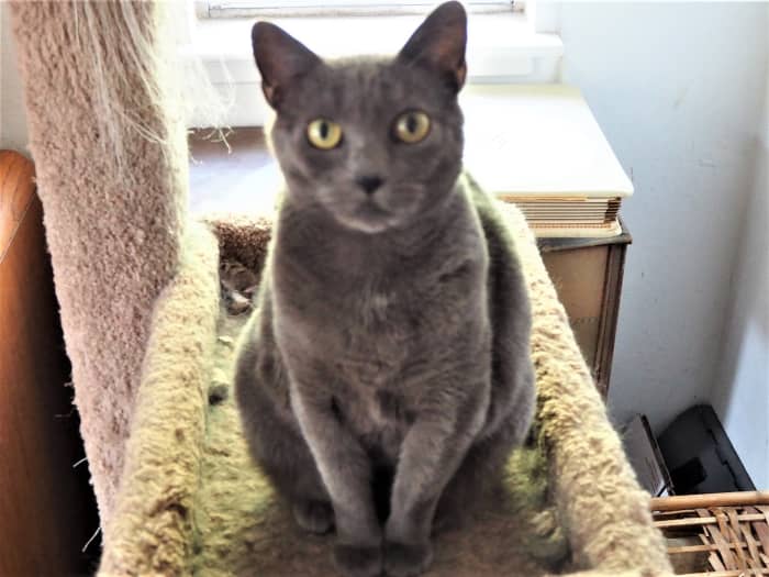 This is Shadow; a semi-feral cat that was hanging around our home. We felt sorry for her when winter hit, and we brought her inside. Now, she's a nice lap kitty.
