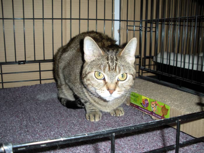 Nelly is about 4 or 5 years old, and she is very depressed at finding herself living in a cage. She'd love to go home to a lap instead.