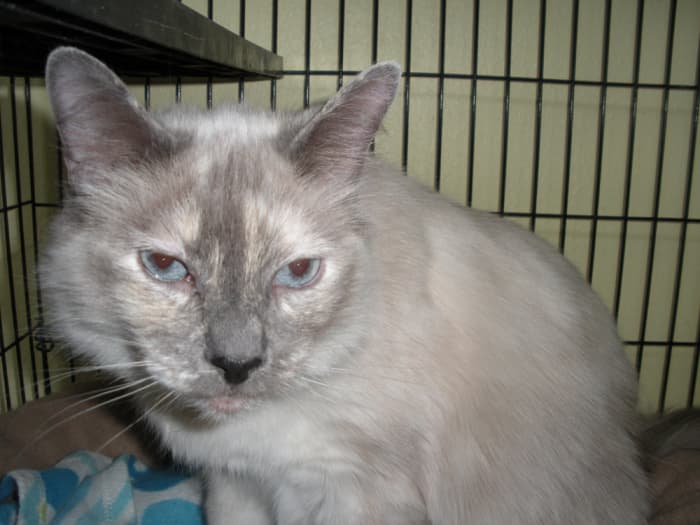 Luv-Luv: She was about 7 years old when this was written, so she had some years left on her. She has a bit of the Siamese "catitude," but she eats up attention gratefully.
